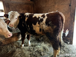 vand 3 tauri si o vitea - imagine 2