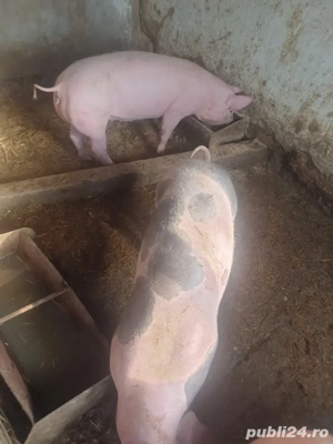 porci de carne - imagine 2