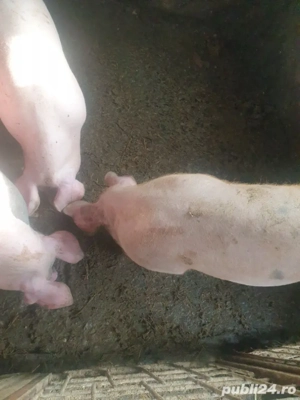 porci de carne - imagine 3