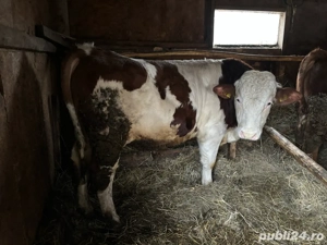 vand 3 tauri si o vitea - imagine 4