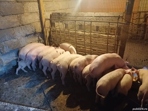 Vand purcei timisoara - imagine 2