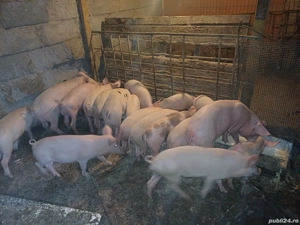 Vand purcei timisoara - imagine 3