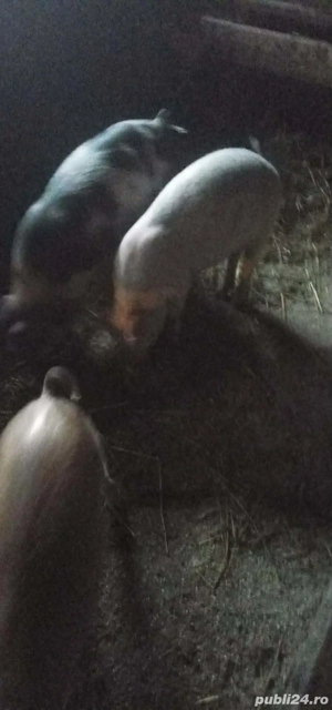 Purcei de vanzare  - imagine 2