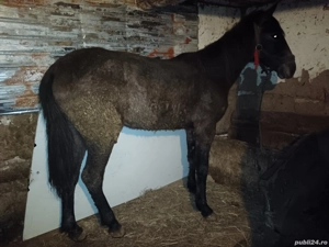 mânză 1 an si 2 luni - imagine 3