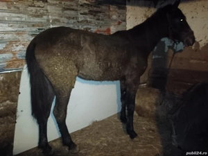 mânză 1 an si 2 luni - imagine 2