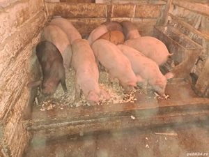 Vând șoldani rasă de carne și mixtă