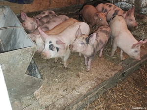 Vând șoldani rasă de carne și mixtă - imagine 3