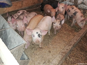 Vând șoldani rasă de carne și mixtă - imagine 2