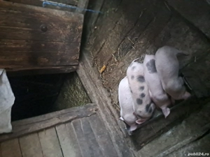 Purcei de vanzare - imagine 3