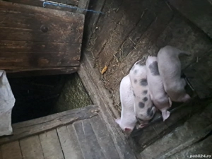 Purcei de vanzare - imagine 2