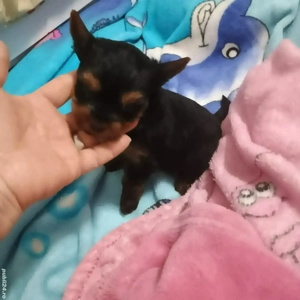 Yorkshire Tertier Mini Toy - imagine 5