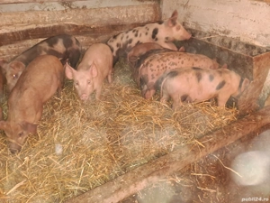 Vând soldani rasa de carne si mixtă - imagine 3