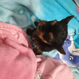 Yorkshire Tertier Mini Toy - imagine 3