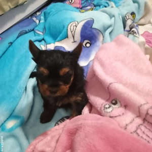 Yorkshire Tertier Mini Toy - imagine 4