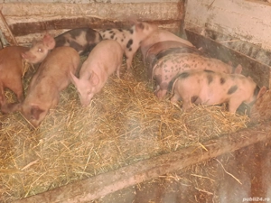 Vând soldani rasa de carne si mixtă - imagine 4