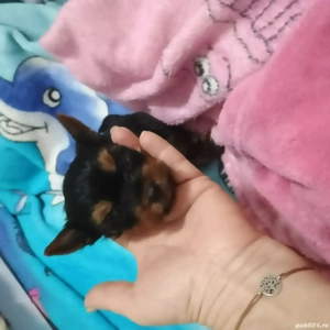 Yorkshire Tertier Mini Toy - imagine 2