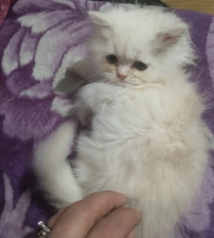 Pisicute persane - imagine 3