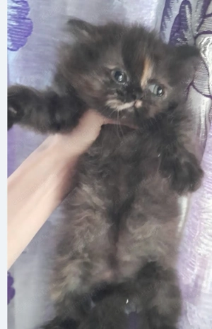 Pisicute persane - imagine 2