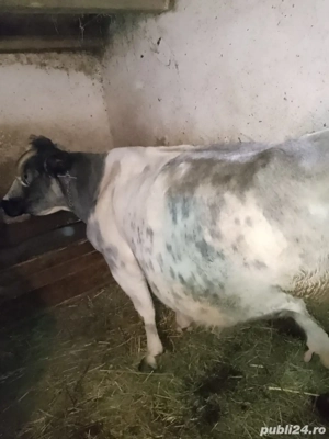 Vând vacă cu vițel