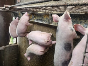 vand soldani, purcei - imagine 2