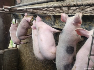 vand soldani, purcei