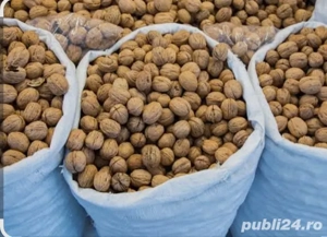 nuci in coarja șase saci.