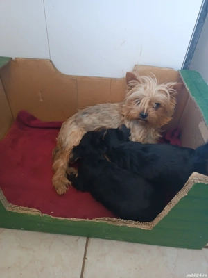 Disponibili doy baeti si o fetiță  - imagine 3