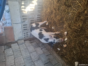 vand purcica - imagine 2