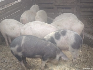 Soldani disponibili - imagine 2