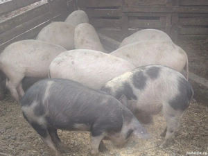 Soldani disponibili - imagine 3