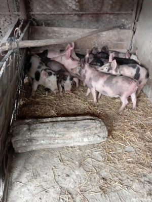 Purcei de 3 luni - imagine 2