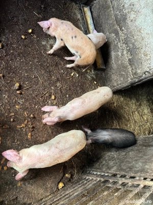 De vânzare purcei - 30kg - imagine 2