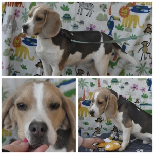 Pui Beagle mascul, culoare blue and tan - imagine 5