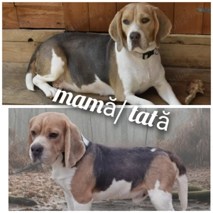 Pui Beagle mascul, culoare blue and tan - imagine 2