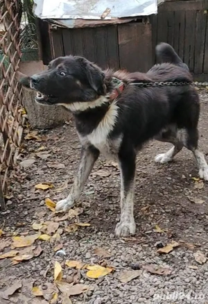 Ciobanesc Romanesc  - imagine 2