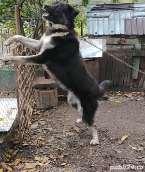 Ciobanesc Romanesc  - imagine 3