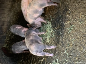 Purcei de țară de vânzare 