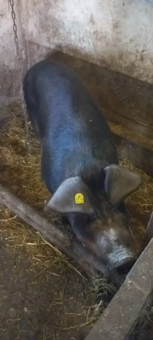 Purcei Duroc Pur Turnu Magurele o733345270 - imagine 2