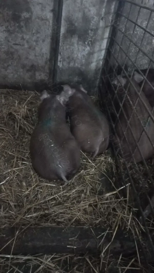 Purcei Duroc Pur Turnu Magurele o733345270