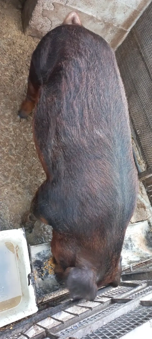 Purcei Duroc Pur Turnu Magurele o733345270 - imagine 3