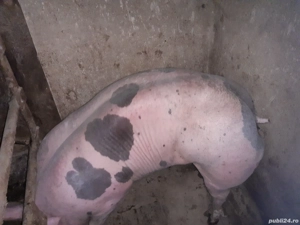 scrofițe pietrain  - imagine 3