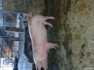 Porci de vânzare 