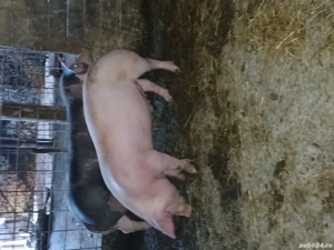 Porci de vânzare  - imagine 2