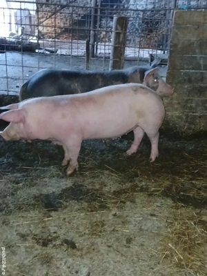 Porci de vânzare 