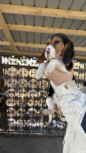 Beagle Tricolor - imagine 3