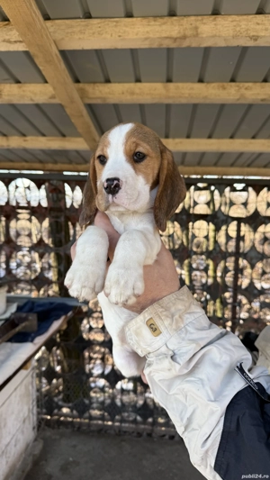 Beagle Tricolor - imagine 2
