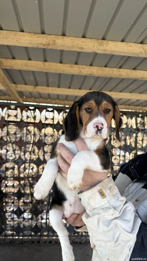 Beagle Tricolor - imagine 4