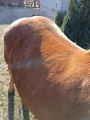 Mânza de vânzare.                         - imagine 2