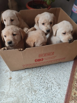 Căței labrador  - imagine 2