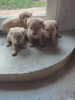 Căței labrador 
